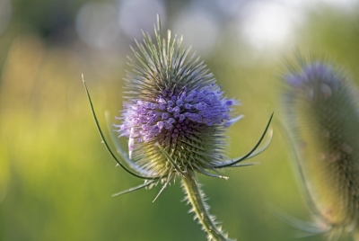 Wavy-Leaf Thistle Colorado 2023